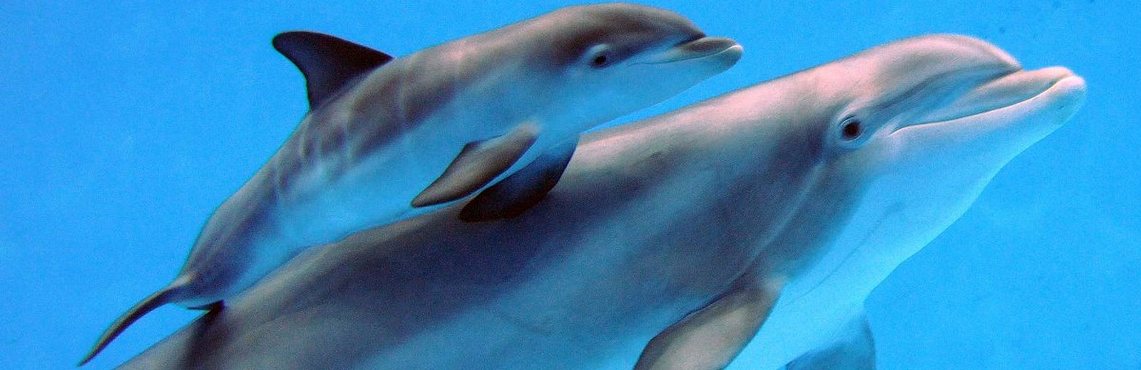 Schwimmen und Schnorcheln mit Delfinen 